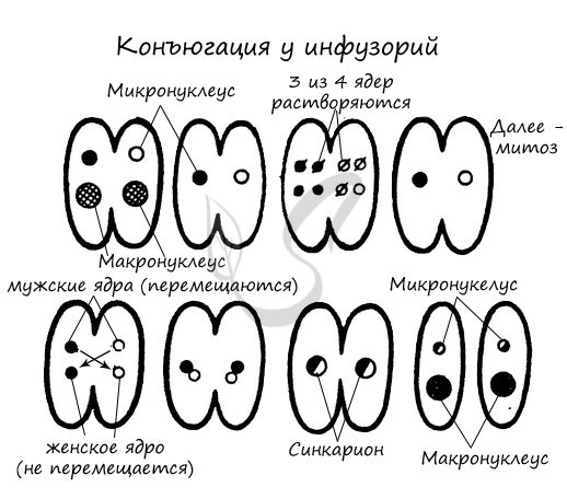 Конъюгация спирогиры