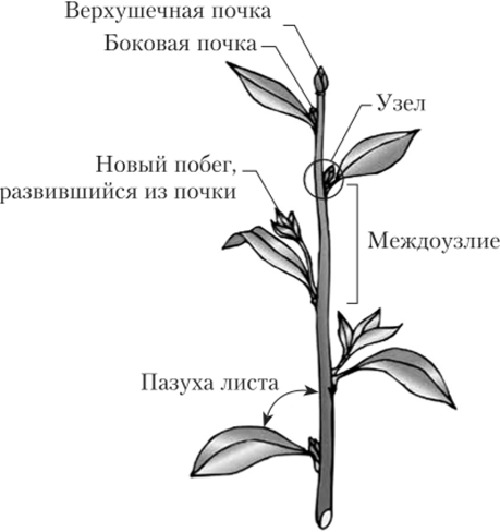 Схема строения побега