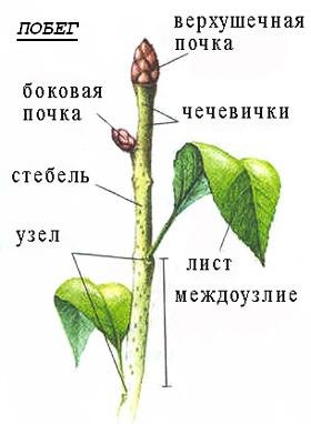 Строение веточки тополя