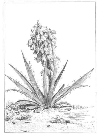 Юкка раскраска