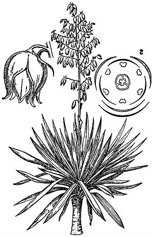 Юкка раскраска