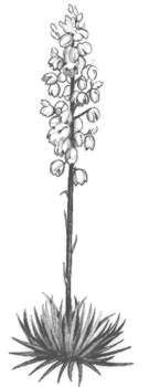 Нарисовать драцену