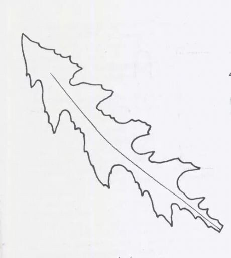 Форма листьев одуванчика