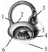 Строение вестибулярного аппарата