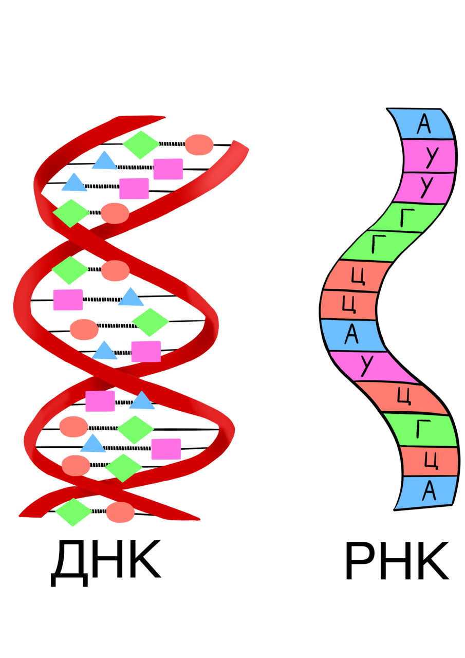 Короткие цепи днк. Строение нуклеиновых кислот биология. Строение нуклеиновых кислот ДНК. Цепочка ДНК И РНК. ДНК это в биологии.