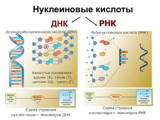 Структура нуклеиновых кислот ДНК И РНК
