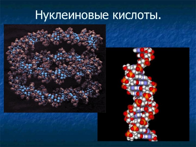 Нуклеиновые кислоты и жизнь. Природные полимеры нуклеиновые кислоты. Строение нуклеиновых кислот. Полимерная цепь нуклеиновая кислота. Биологические полимеры нуклеиновые кислоты.