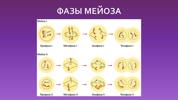 Схема метафазы мейоза 1 2n=6