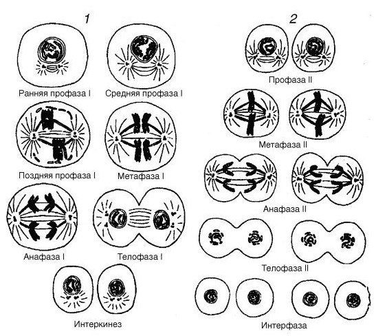 Профаза мейоза 2 схема