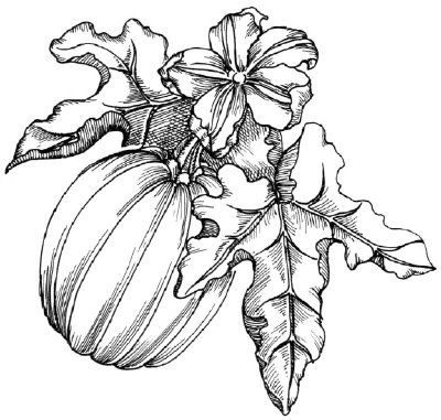 Нарисовать лист тыквы