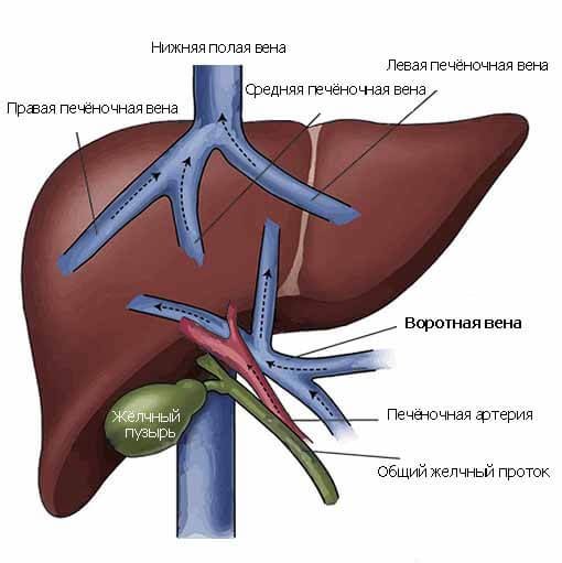 Желчный пузырь и протоки анатомия