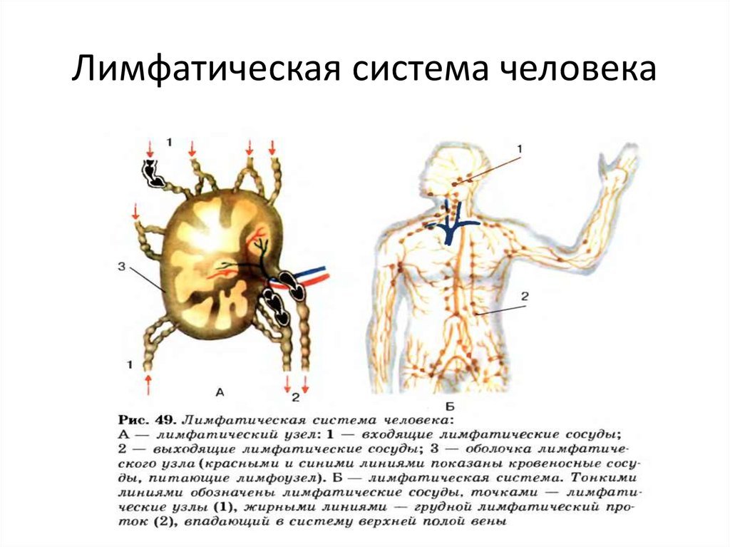 Рисунок лимфатической системы. Лимфатическая система человека рис 61. Лимфа в организме человека схема. Биология. Схема лимфатической системы.. Строение лимфатической системы анатомия.