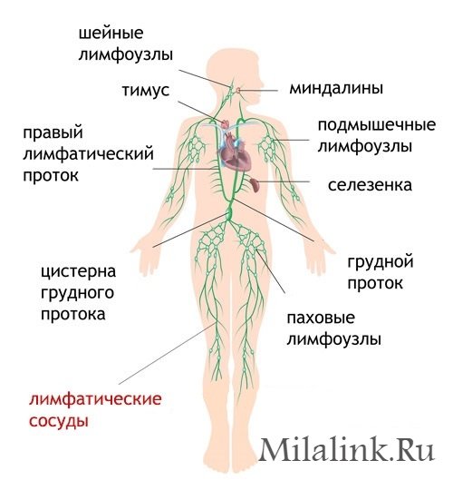 Структура лимфатической системы схема