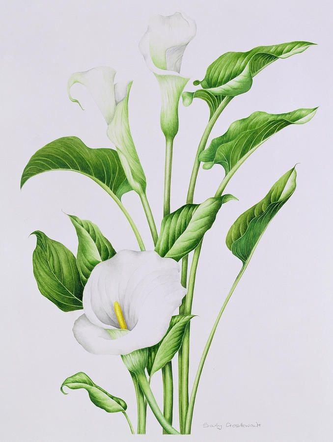 Картина кала. Sally Crosthwaite. Зантедеския Ботаническая лист. Arum Lily цветок. Каллы Ботаническая иллюстрация.