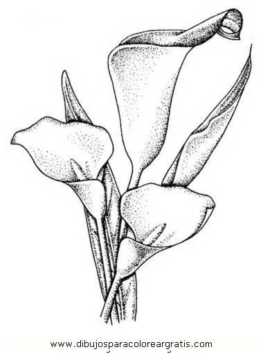 Каллы цветы карандашом