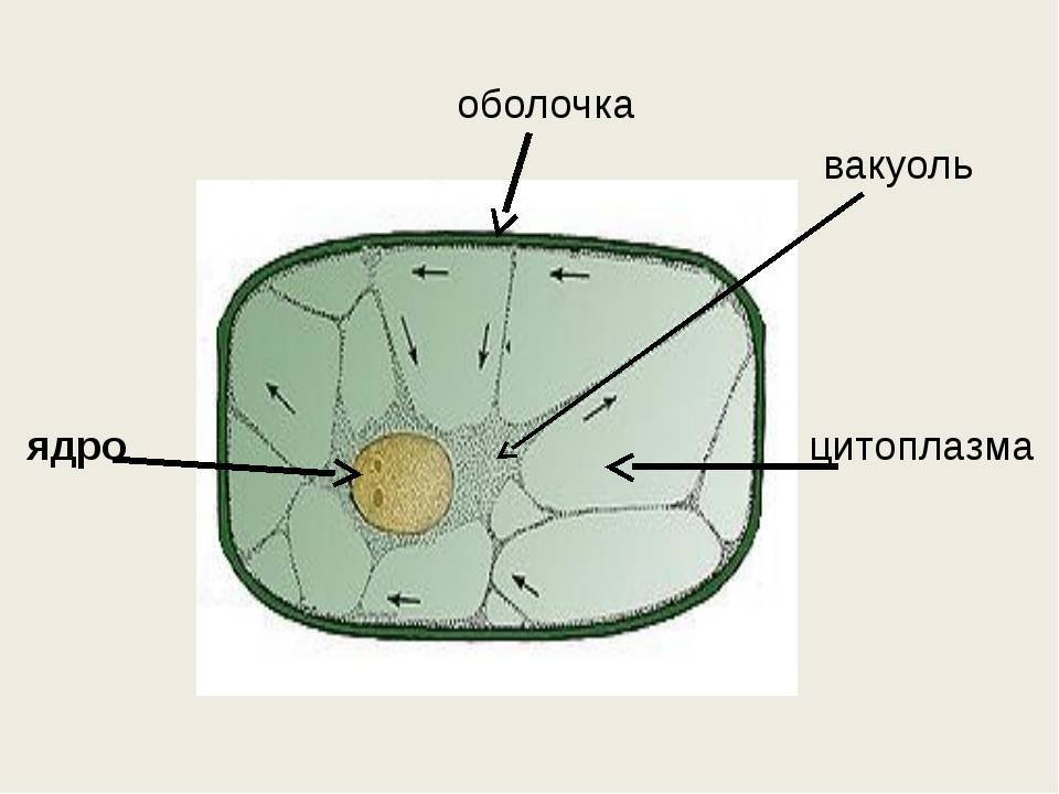 Строение растительных вакуолей. Цитоплазма растительной клетки схема. Строение цитоплазмы растительной клетки. Строение цитоплазмы клетки растений. Строение клетки вакуоль.