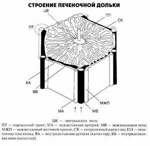 Схема строения печеночной дольки