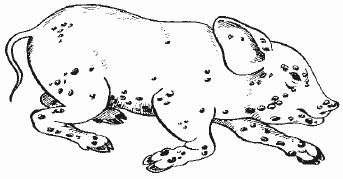 Везикулярная экзантема свиней