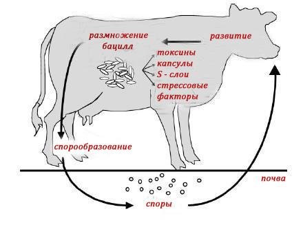 Цикл развития спор сибирской язвы у животных