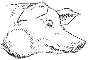 Аншозная форма сибирской язвы