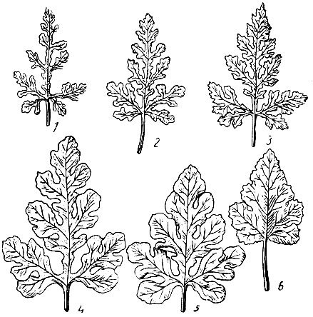 Лист арбуза трафарет