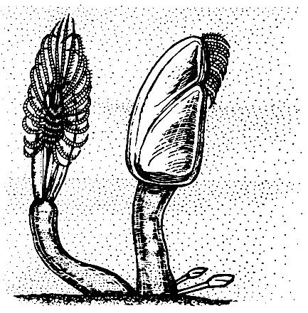 Морская уточка строение