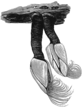 Морская уточка строение