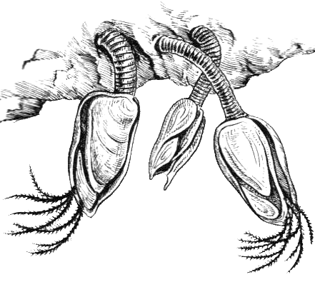 Усоногие ракообразные строение