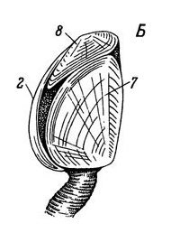 Внешнее строение морской уточки