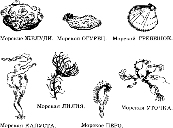 Внешнее строение морского Желудя