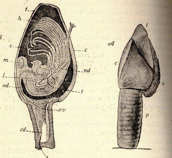 Морская уточка строение