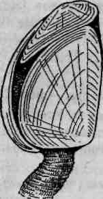 Морской Желудь в разрезе