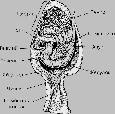 Морской Желудь строение