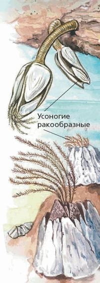 Строение усоногих Рачков