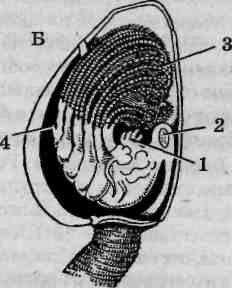 Морская уточка строение