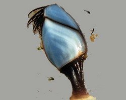 Морские уточки и желуди