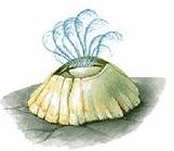 Балянус рисунок