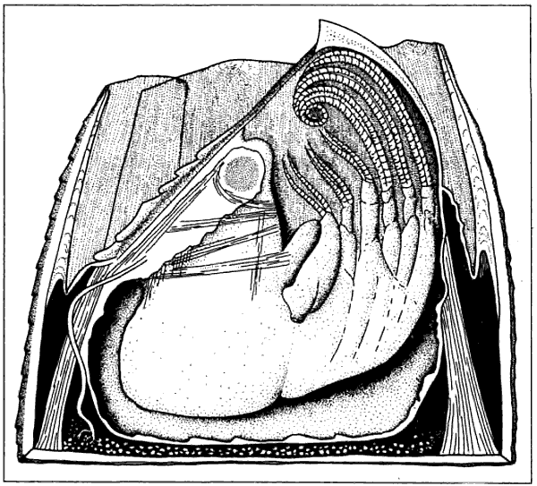 Балянус морской Желудь строение