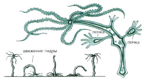 Бесполое размножение почкование схема