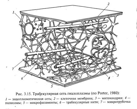 Схематическое строение цитоскелета