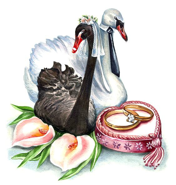 С годовщиной свадьбы лебеди