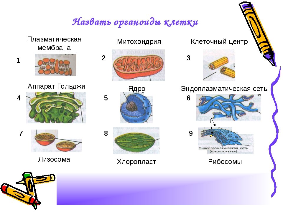 Органоиды клетки группы