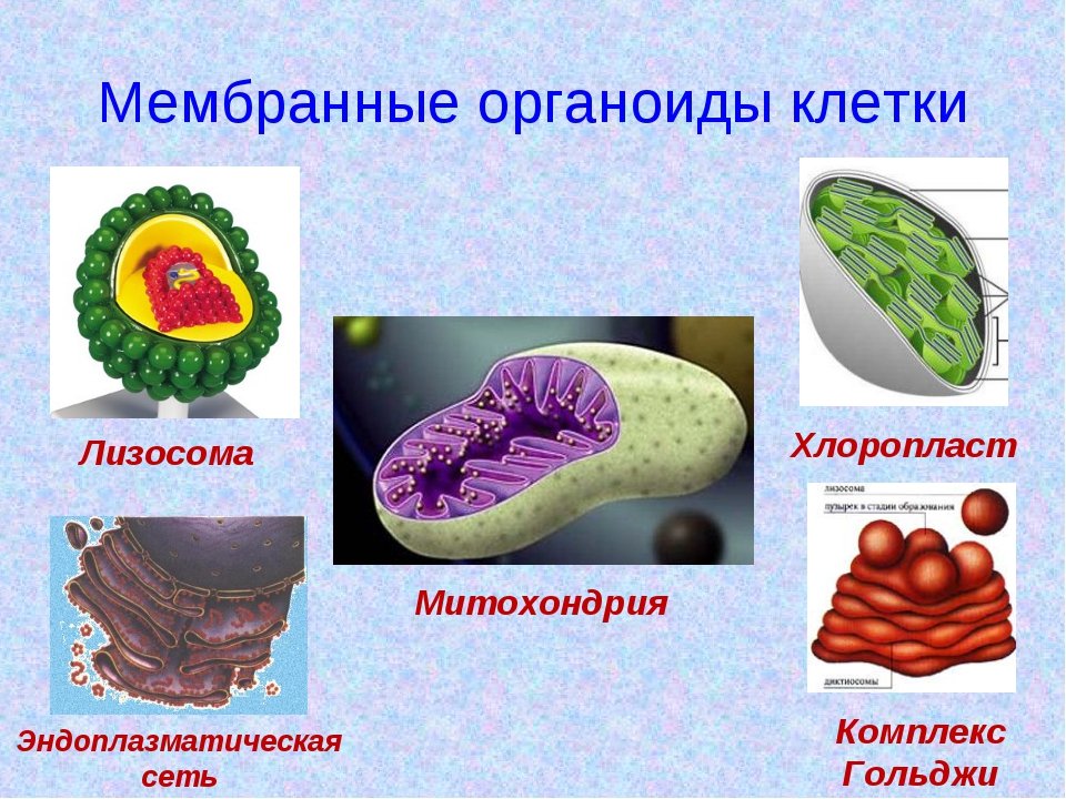 Как называется органоид клетки. Мембранные органоиды клетки. Мембранное оргонид клетки. Мемьраннве органоиды кле. Мембраны органоидов клетки.