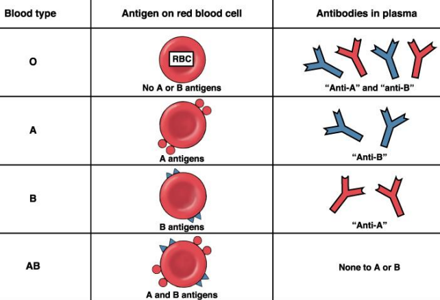 Антитела 2 группы крови. Антигены эритроцитов 2 группы крови. Антигены эритроцитов 1 группы крови. Первая группа крови антигены и антитела. Таблица антигенов и антител.