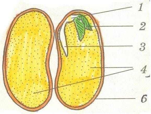 Строение зародыша однодольных растений