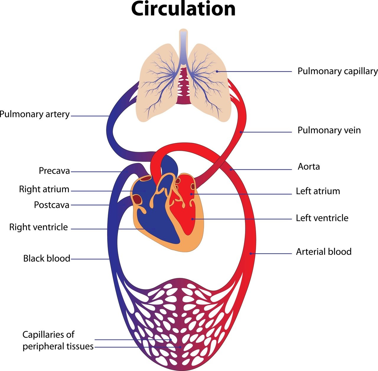 Сердце сердечно сосудистая система круги кровообращения