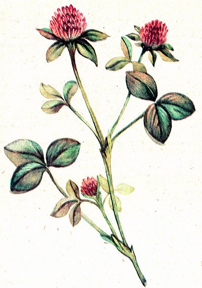 Клевер трилистник с цветком