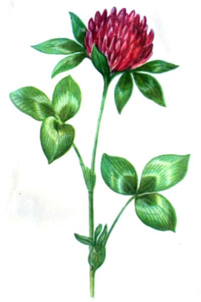 Клевер четырехлистный с цветком