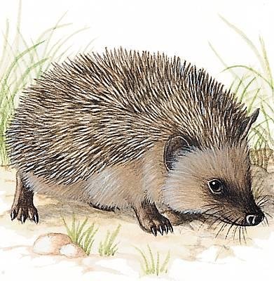 Еж цветными карандашами