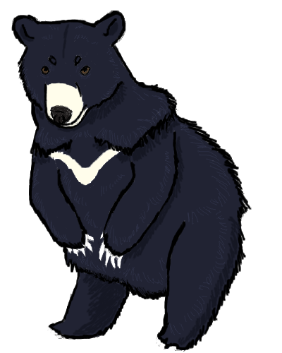 Гималайский медведь